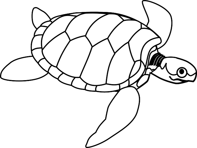 turtle-305215_640.png