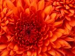Click to enlarge image Chrysanthemum.jpg