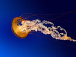 Click to enlarge image Jellyfish.jpg
