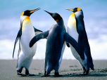 Click to enlarge image Penguins.jpg