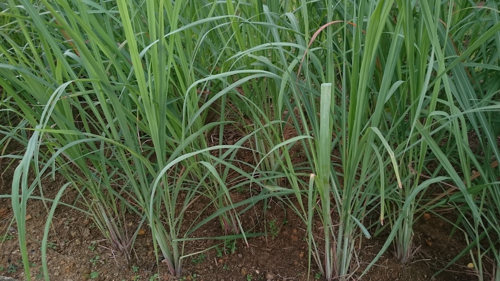 citronella