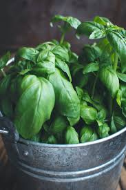 piantina di basilico