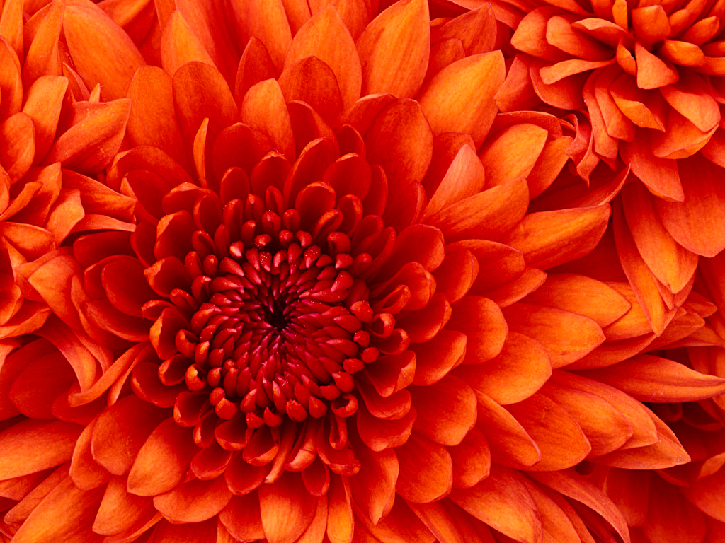 Click to enlarge image Chrysanthemum.jpg