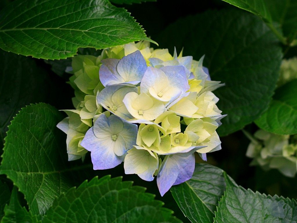 Click to enlarge image Hydrangeas.jpg