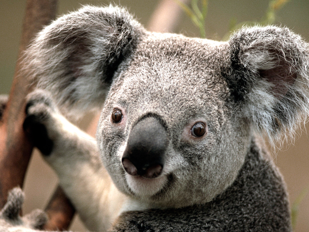 Click to enlarge image Koala.jpg