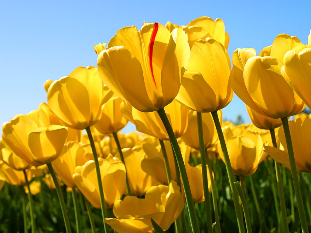 Click to enlarge image Tulips.jpg