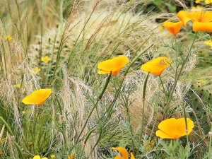 La floriterapia con i fiori californiani
