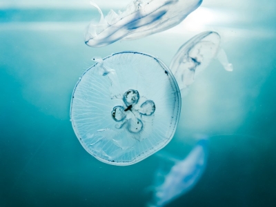 Puntura di medusa: che fare? Tutto ciò che c'è da sapere per andare al mare con i bambini