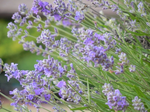 Aromadiffusione per i malanni di stagione