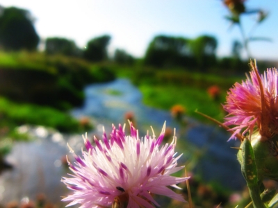Yoga per la fertilità