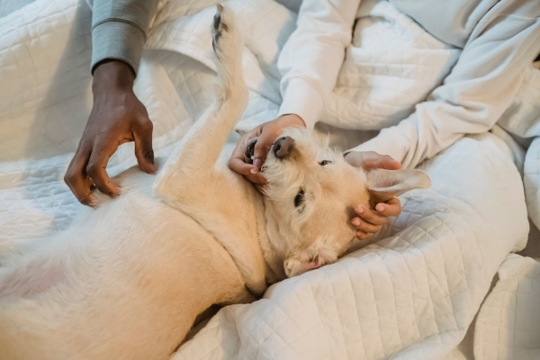Alimentazione ricca d'acqua e idratazione dei cani: cosa emerge dagli studi