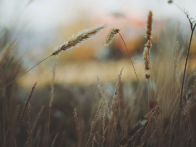 Ricette primaverili con l'orzo