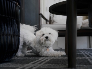 Puppy yoga: esperienza rilassante, appagante e giocosa