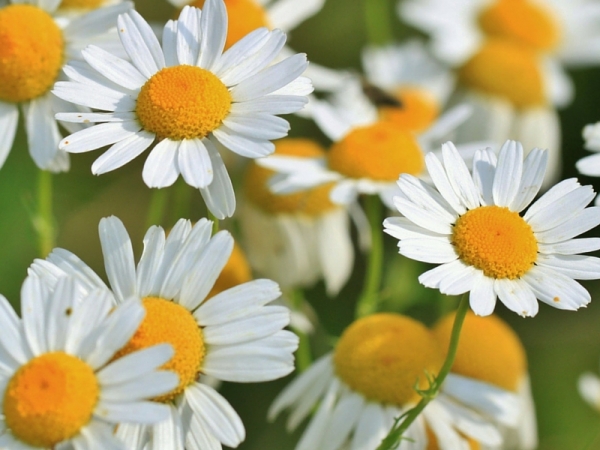 Come utilizzare gli oli essenziali