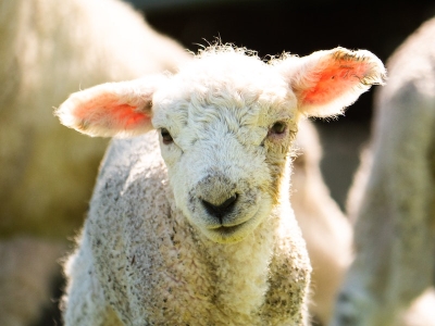Le più belle frasi sull'essere vegetariani e vegetariane