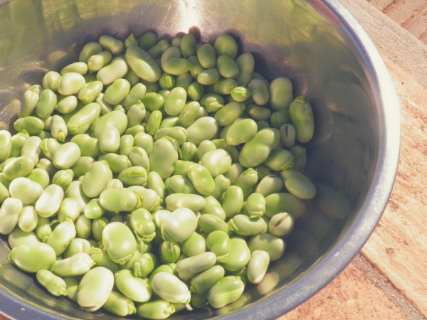 Insalata di farro con fave, carote e menta