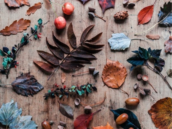 Le attività d&#039;autunno con i bambini, economiche ed ecologiche