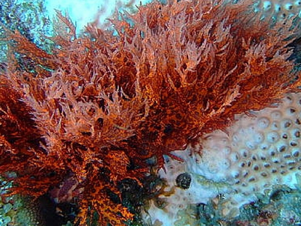 Tutti i benefici delle alghe rosse