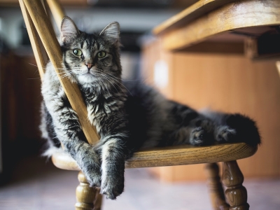 Nomi per gatto: una lunghissima lista di idee da cui prendere ispirazione