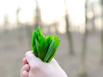 6 piante medicinali che puoi trovare nel tuo giardino