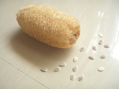 I buoni motivi per utilizzare la luffa, spugna completamente naturale