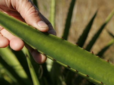 Clean9, vitalità e salute grazie all’Aloe Vera Forever