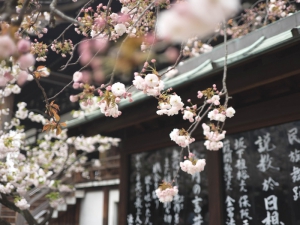 Ikigai, ovvero trovare una ragione per vivere secondo la cultura giapponese