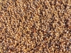 I preziosi nutrienti del sorgo