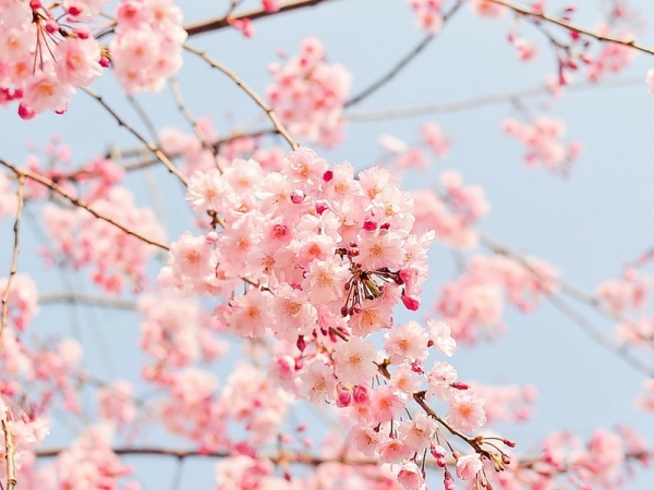 Cosa sono, come si scelgono e come di usano i Fiori di Bach