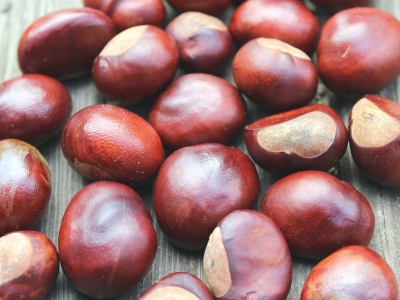 Le castagne, proprietà e ricette