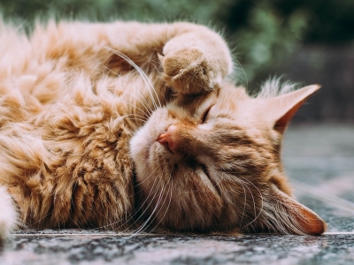 Famiglia: i vantaggi di adottare un gatto