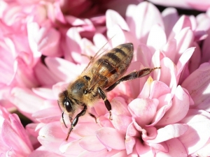 4 rimedi naturali contro le punture di ape