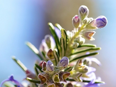 Giocare con le erbe aromatiche
