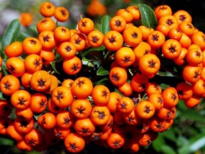 Crema idratante per l&#039;estate all&#039;olivello spinoso by Weleda