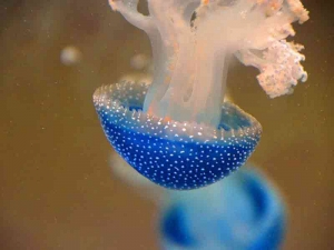 Come intervenire in caso di escoriazioni di meduse