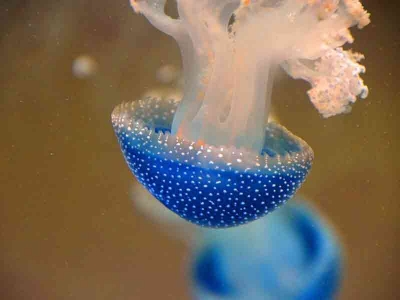 Come intervenire in caso di escoriazioni di meduse