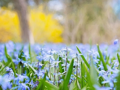 Arte e natura: due fondamentali vie per stare bene