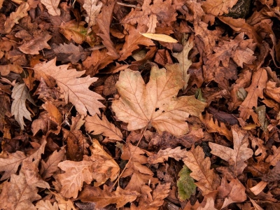 Le più belle frasi sull'autunno per bambini