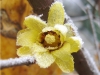 I giardini delle fate: le piante da usare d'inverno