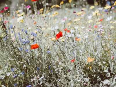 5 miscele di fiori australiani per i bambini
