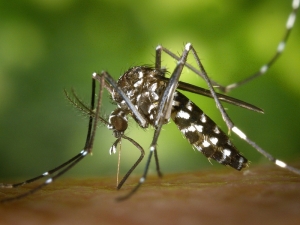 Rimedi naturali anti zanzare