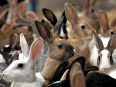 La collina dei conigli