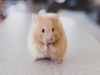 I migliori animali per bambini di 10 anni