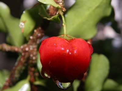 L'acerola, il frutto della vitamina C