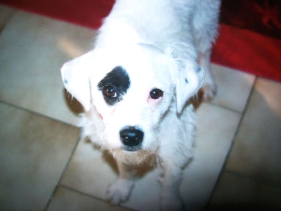 Birba, la cagnolina che passeggia sull&#039;arcobaleno