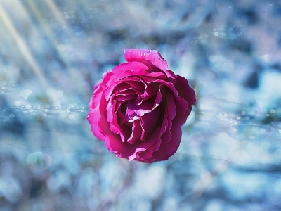 Come somministrare i Fiori di Bach ai bambini