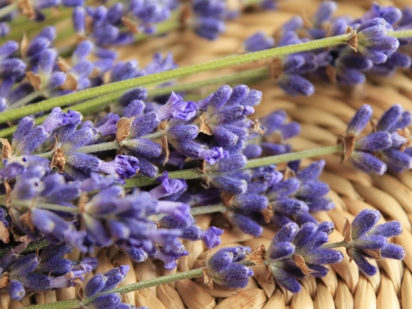 Burro corpo alla lavanda