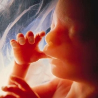 Embrione o feto?
