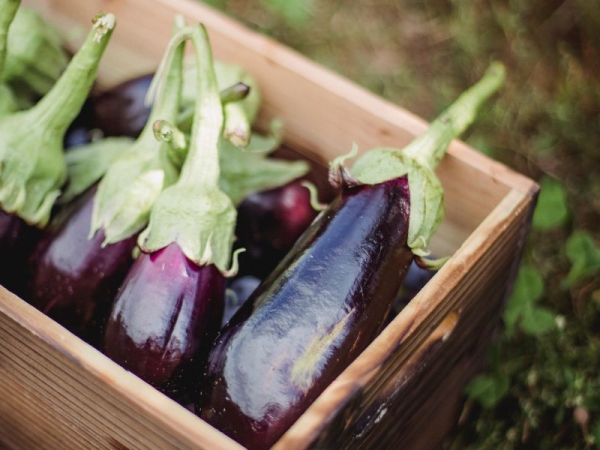Melanzane: le proprietà e le ricette per tutti i gusti