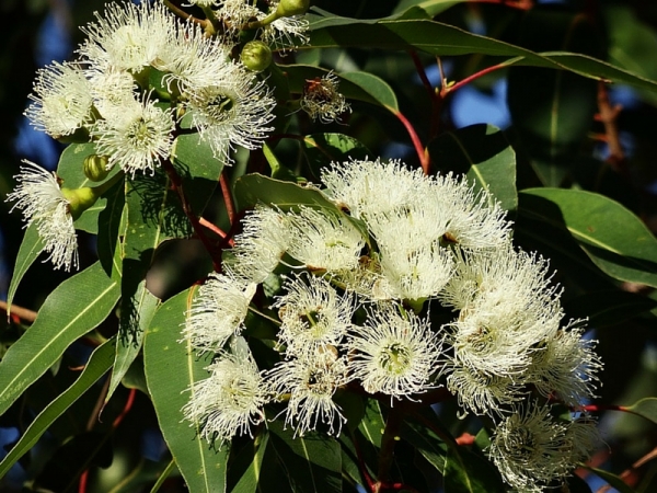 I preziosi benefici dell&#039;olio essenziale di eucalipto
